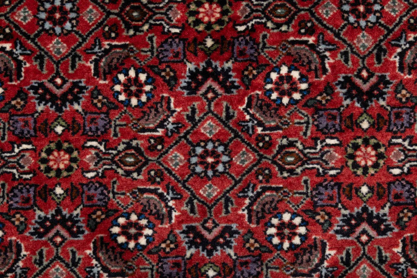 257 × 053 Bidjar